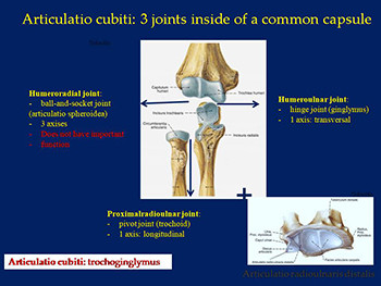 Elbow Joint-Articulatio Cubiti