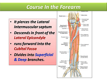 Radial and Ulnar Nerves