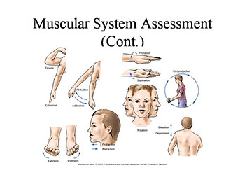 Assessment of The Musculoskeletal System