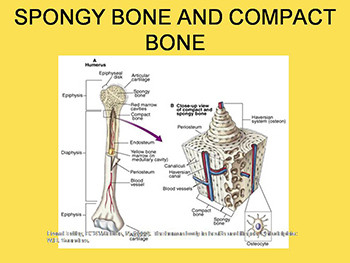 Musculoskeletal System