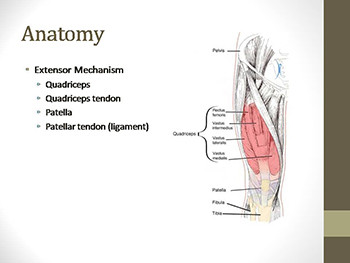 Quadriceps and Patellar Tendon Injuries