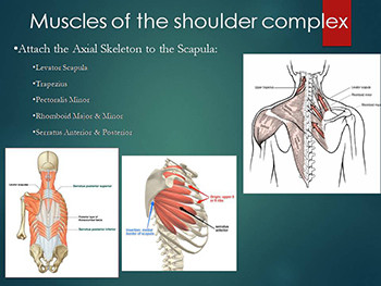 The Shoulder Complex