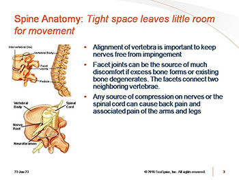 Spine Anatomy