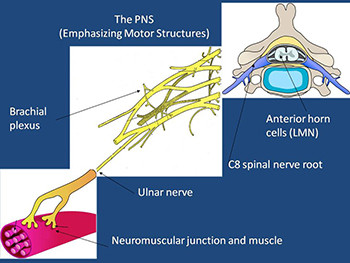 Peripheral Nerve Disorders