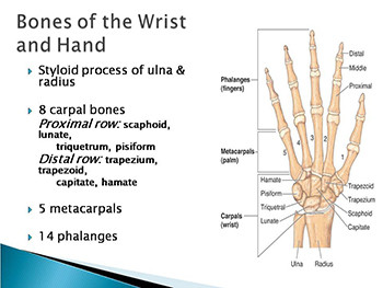 Wrist and Hand
