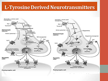 Cns Neurotransmitters and Basis of Drug Action in The Cns