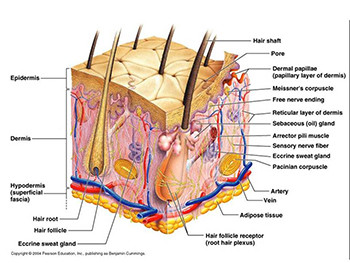 Fundamentals of Drug Delivery Systems