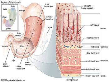 Gastrointestinal Drugs