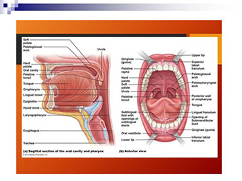 Evaluation and Management of Sleep Disordered Breathing