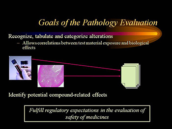 The Role of Pathology in Drug Safety Evaluation