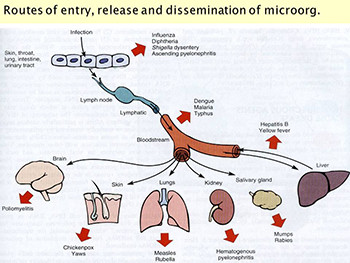 Pathology of Infectious Diseases