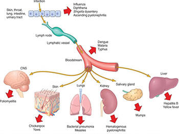 Systemic Pathology