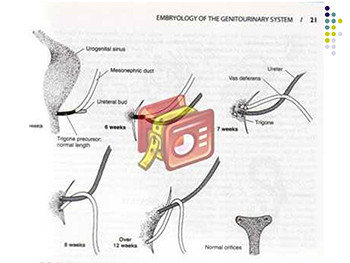 Introduction to Pediatric Nephrology