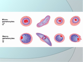 Taxonomic Classification of Plasmodium