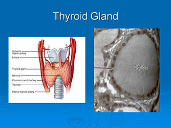 Thyroid Disorders