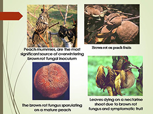 Diseases of Peach