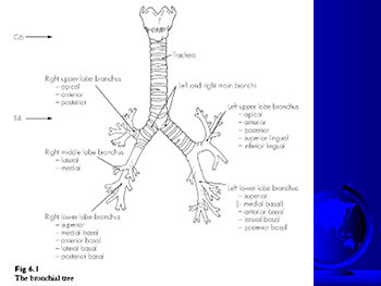 Acute Respiratory Distress Syndrome (ARDS)