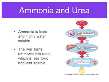 Urinary System Water Control and Nitrogen Disposal