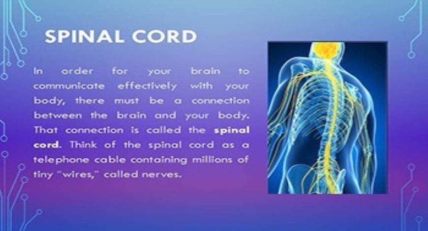 download-free-medical-neurology-powerpoint-presentation
