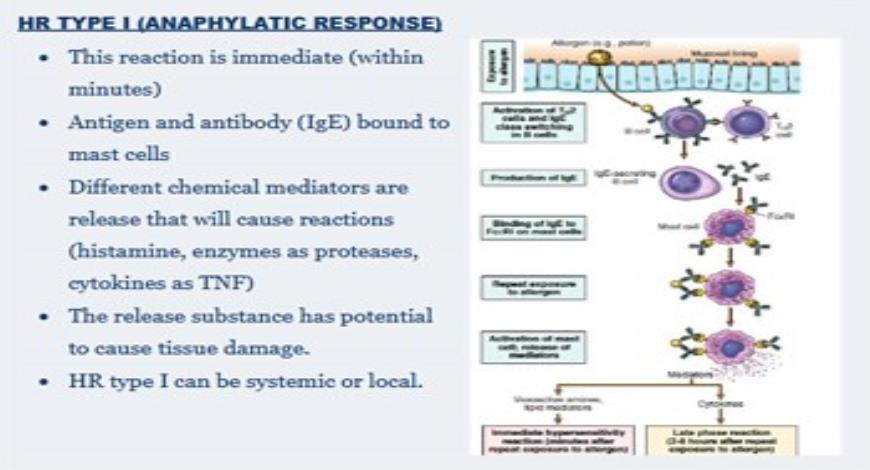 Download Medical Notes on hypersensitivity reactions