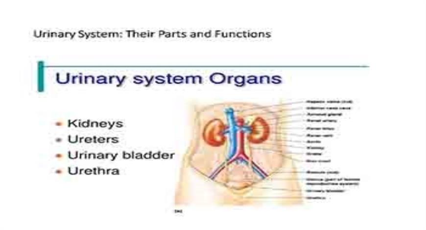 Urinary System Organs Medical Presentation