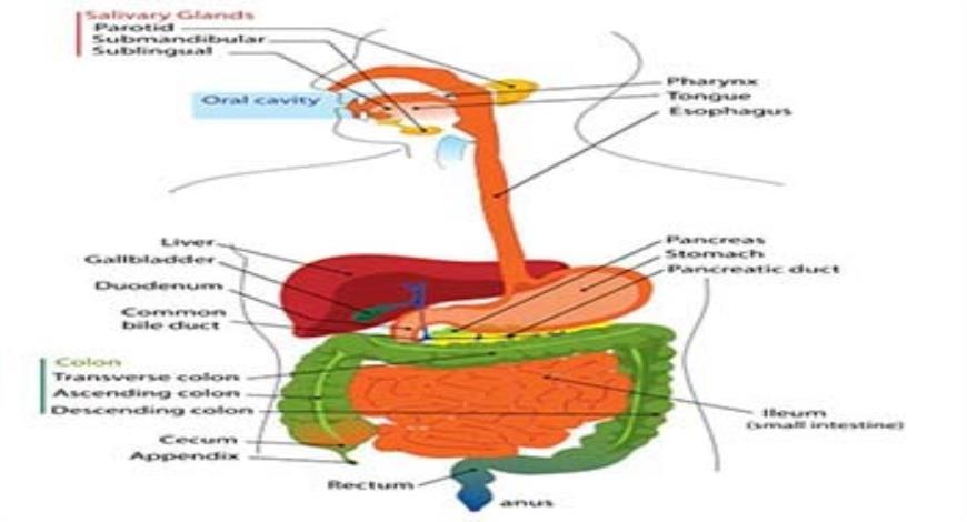 Download Free Medical The Human Digestive System PowerPoint Presentation