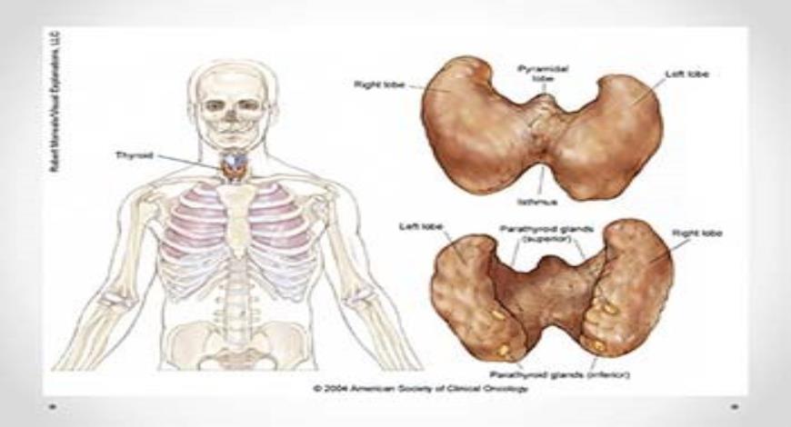 Download Free Medical Thyroid Cancer PowerPoint Presentation