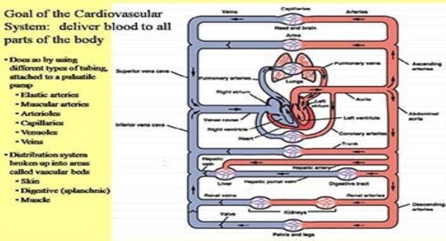 Download Free Medical Cardiovascular System and Blood Pressure