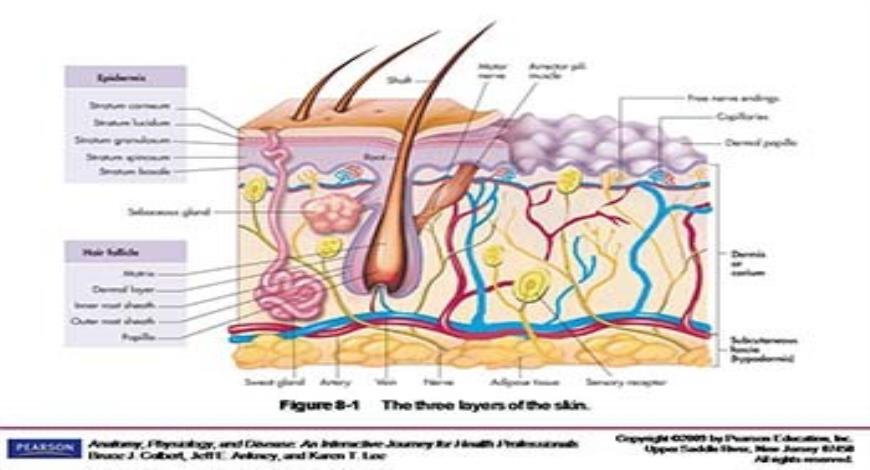 Download Free Medical The Integumentary System The Protective Covering ...