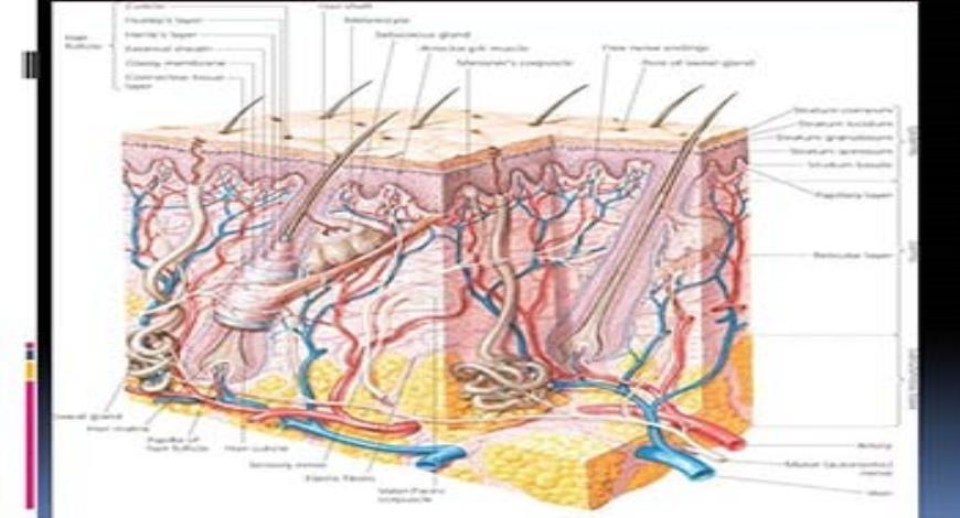 Download Free Medical Hair Disorders PowerPoint Presentation