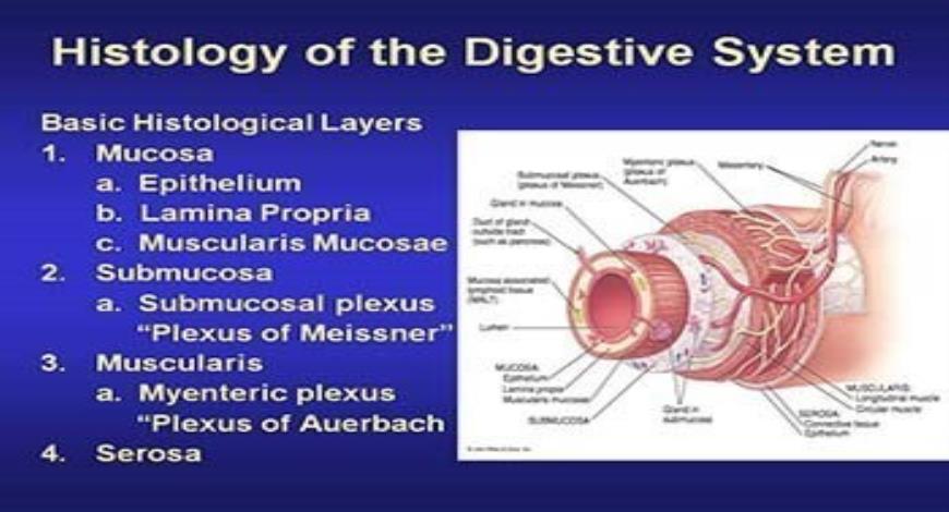 Download Free Medical Histology Of The Digestive System PowerPoint 