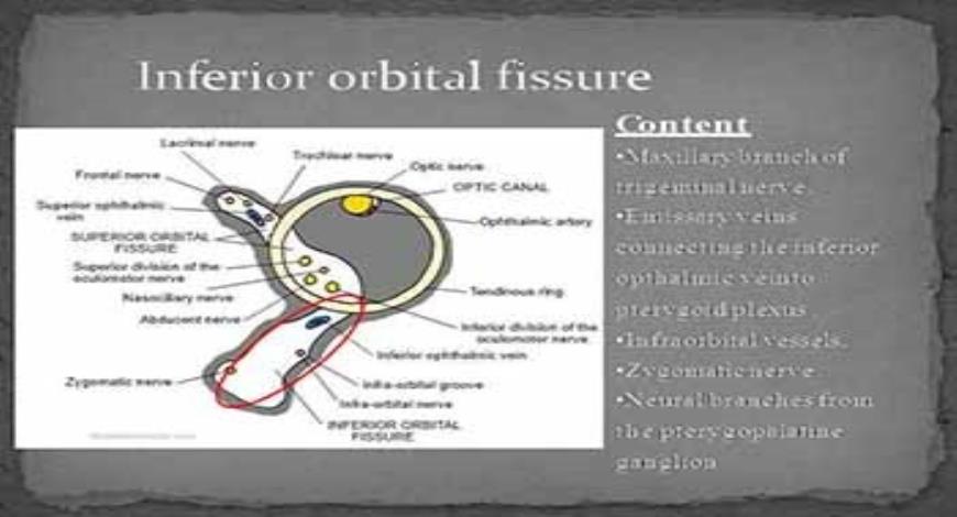 Download Free Medical Radiography of Orbit PowerPoint Presentation
