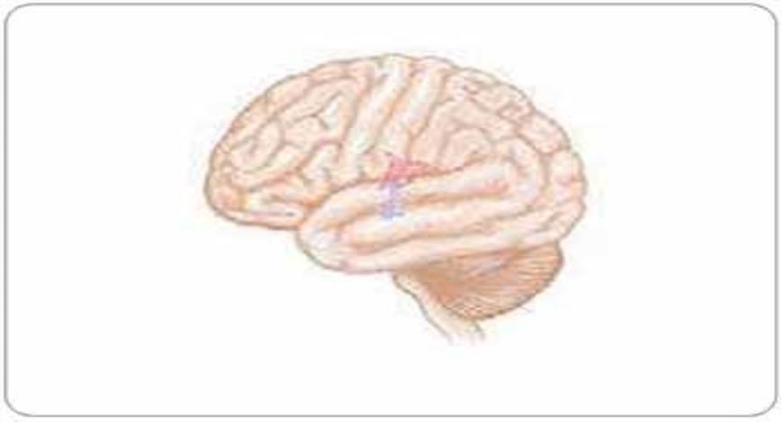 Download Free Medical MENINGITIS PEDIATRICS PowerPoint Presentation