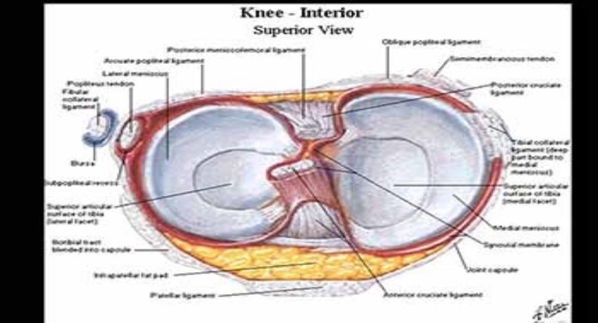 Download Free Medical Knee Injuries PowerPoint Presentation