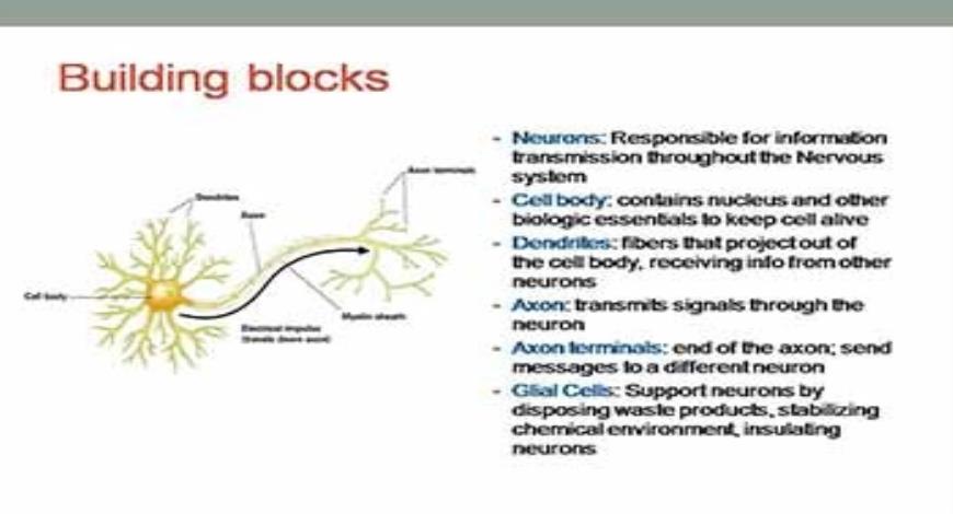 download-free-medical-an-overview-of-basic-neuroscience-powerpoint
