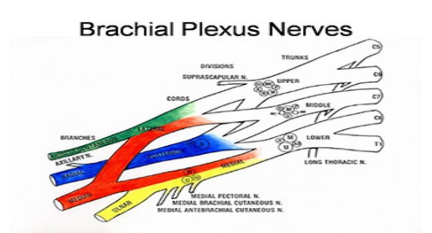 peripheral nerve block powerpoint presentation