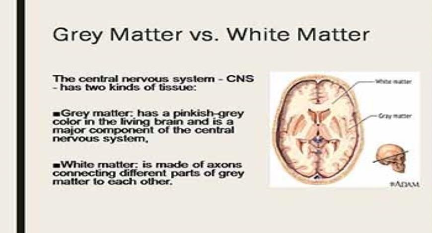 Download Free Medical Grey matter in the brain PowerPoint Presentation