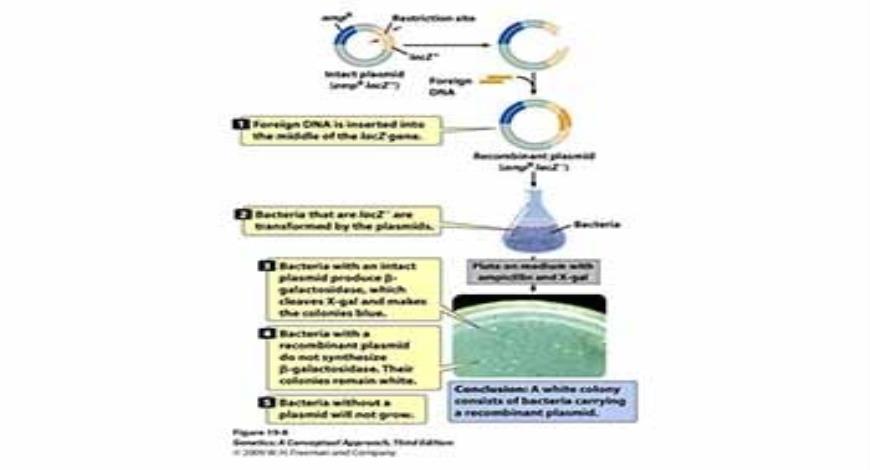 Download Free Medical Cloning Genes PowerPoint Presentation