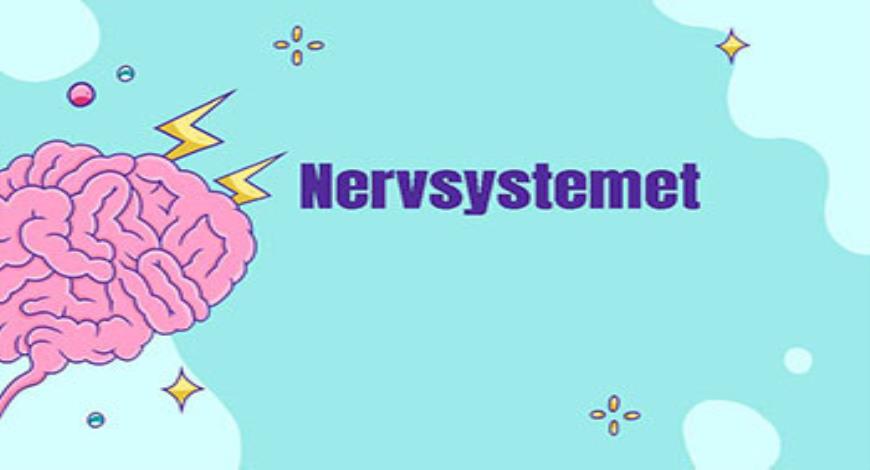 Download Free Medical The Nervous System PowerPoint Presentation