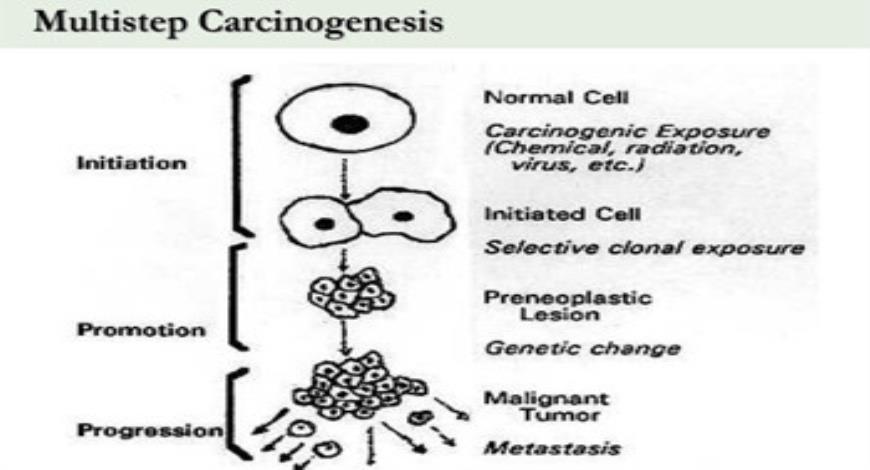 Download Medical Notes on What is Cancer