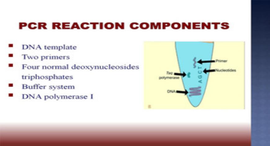 Download Medical Notes on POLYMERASE CHAIN REACTION