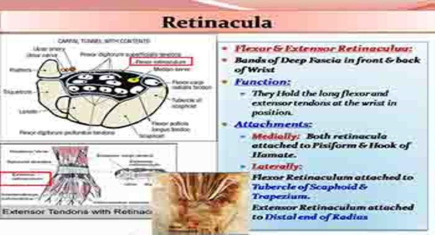 Download Free Medical Hand and Wrist Anatomy PowerPoint Presentation