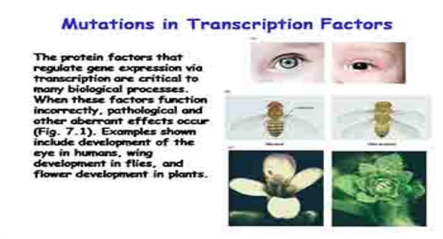 Download Free Medical Transcriptional Control of Gene Expression ...