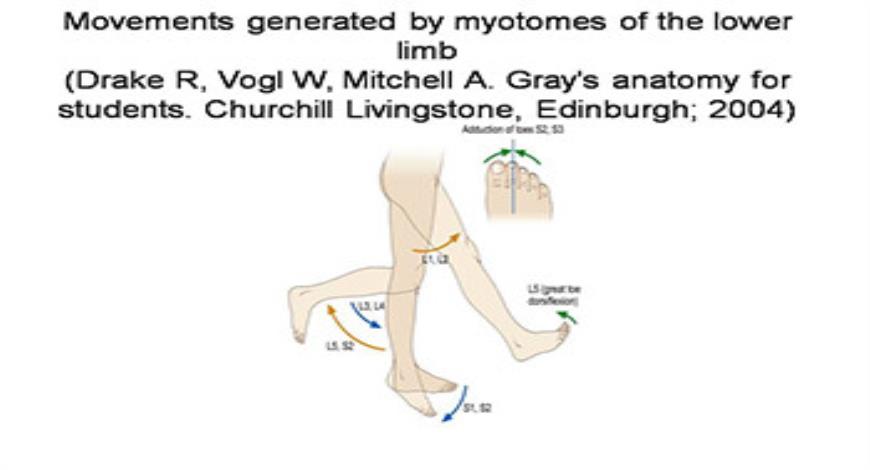Download Free Medical Acute Lower Back Pain PowerPoint Presentation