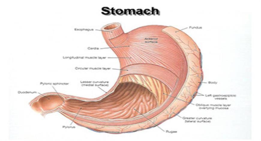 Download Free Medical Gastrointestinal Pharmacology PowerPoint Presentation