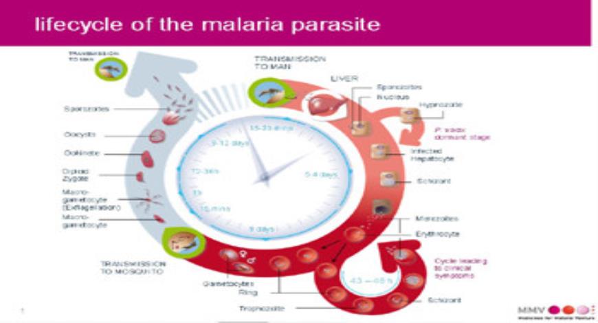 Download Free Medical Life Cycle of Malarial Parasite PowerPoint ...