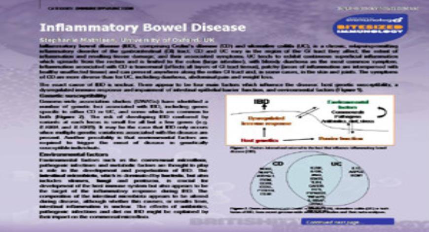 Download Free Medical Inflammatory Bowel Disease PowerPoint Presentation