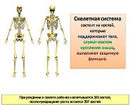 sistem circulator PowerPoint Presentation