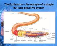 The Digestive System PowerPoint Presentation
