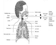 Pedijatrija Medical Notes